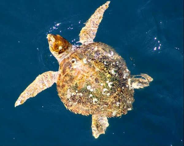 World Sea Turtle Day 2022