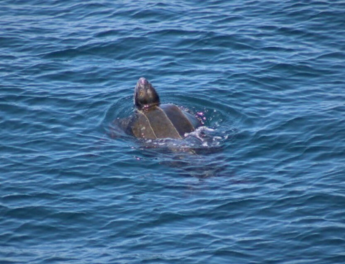 World Sea Turtle Day 2022: A Protected Species Observer’s insight into marine conservation and offshore mitigation procedures