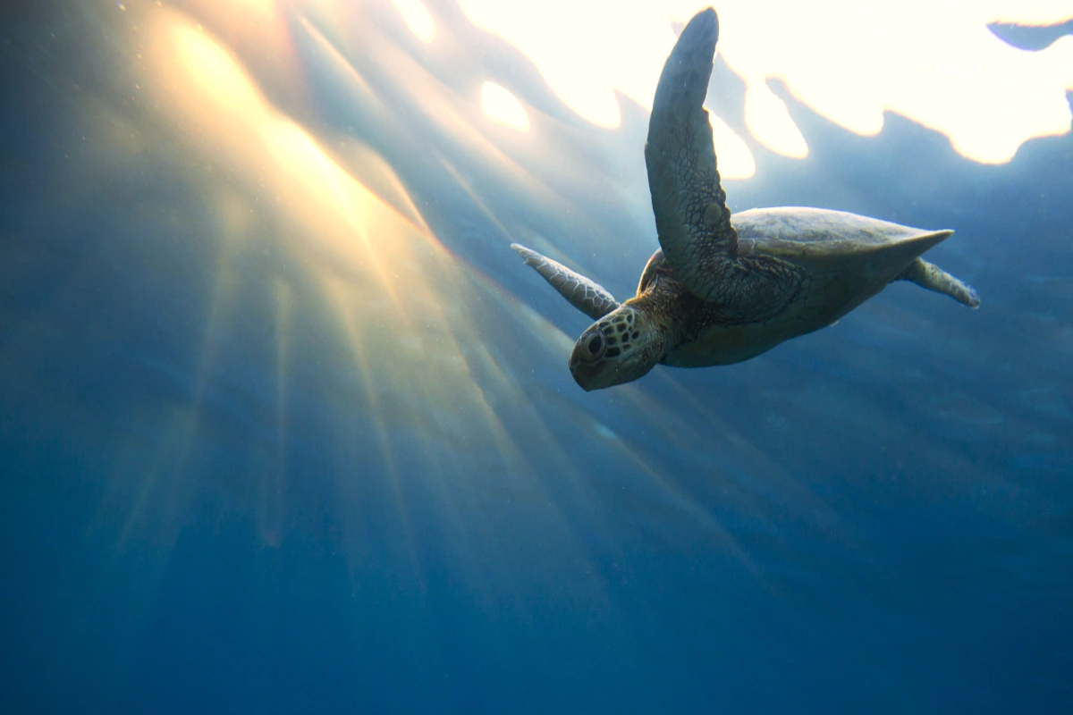 Geoquip Marine | Investor Relations